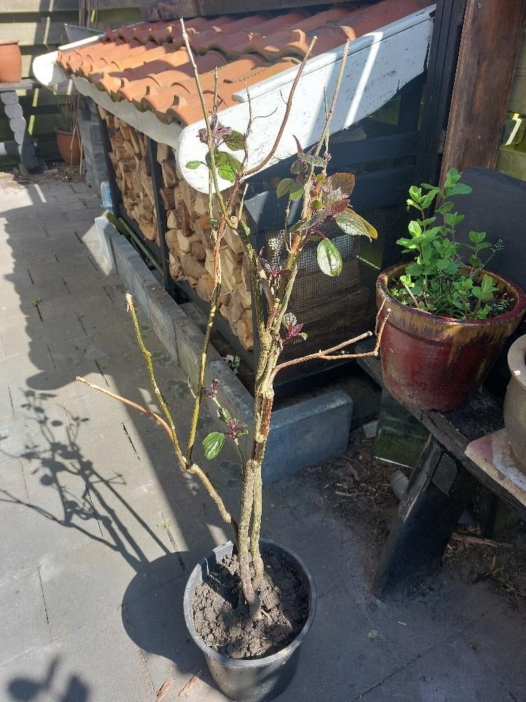 Mooie stek van de pindakaasplant (clerodendrum), Ophalen, Vaste plant, Overige soorten, Halfschaduw