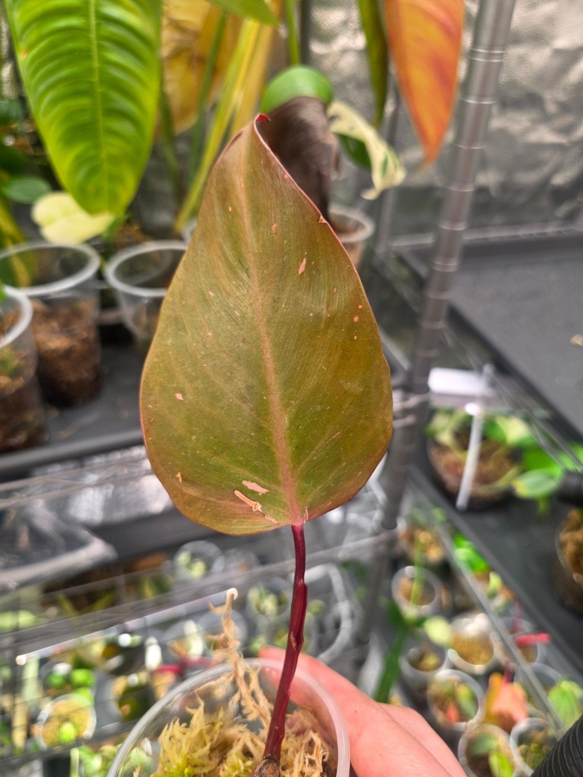 philodendron persimmon princes stek, Ophalen of Verzenden, Halfschaduw, Minder dan 100 cm