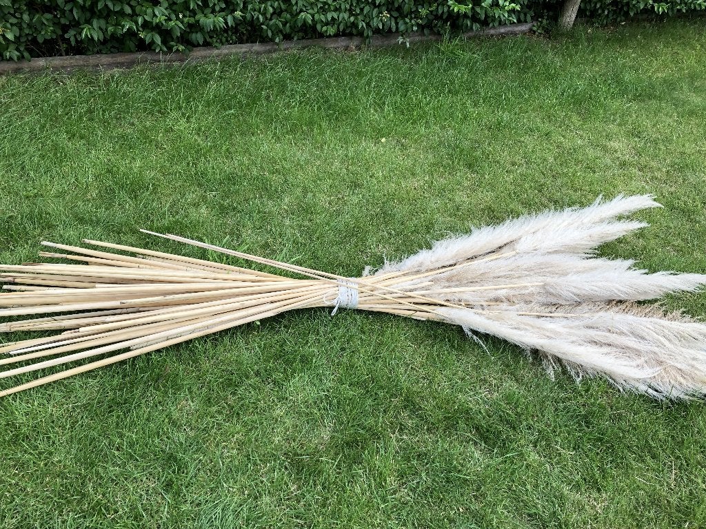Witte pampas pluimen, Ophalen, Nieuw