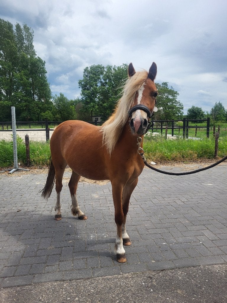 Meerdere fantastische welsh A pony's te koop, Dieren en Toebehoren, Pony's, Met stamboom, Niet van toepassing, 0 tot 2 jaar, A pony (tot 1.17m)
