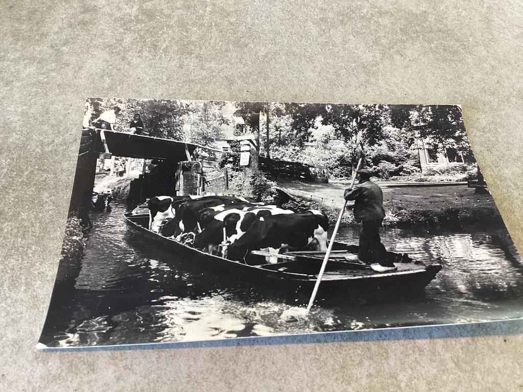 Giethoorn.      Koeienvervoer met de boot, Ophalen of Verzenden, Overijssel