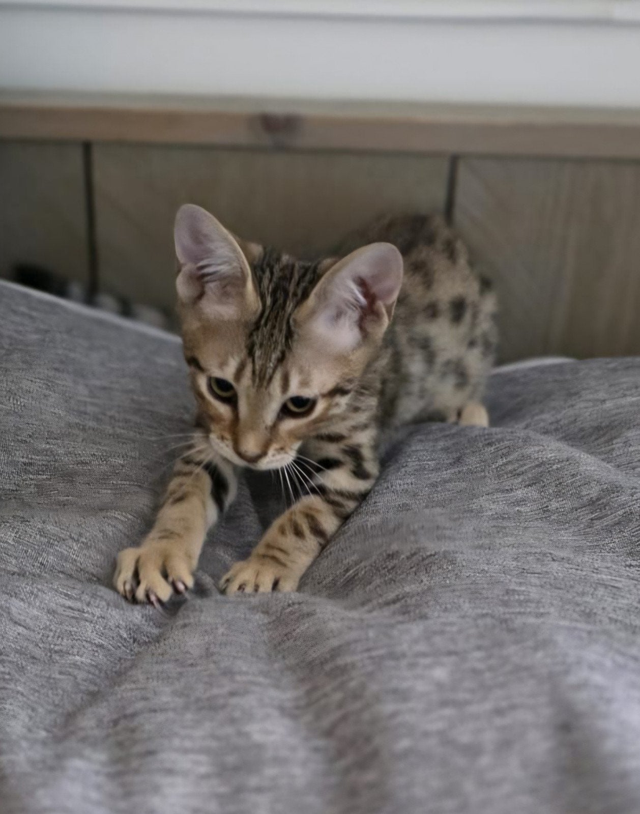 Savannah kittens, Dieren en Toebehoren, Meerdere dieren