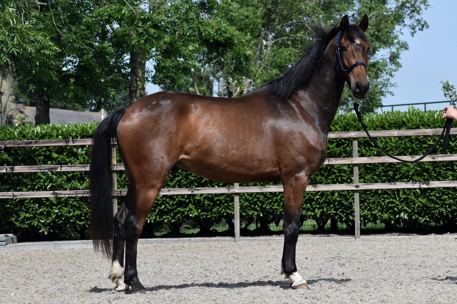 Zeer mooi en chique 3 jarige spring ruin, Springpaard, Met stamboom, Ruin, 3 tot 6 jaar