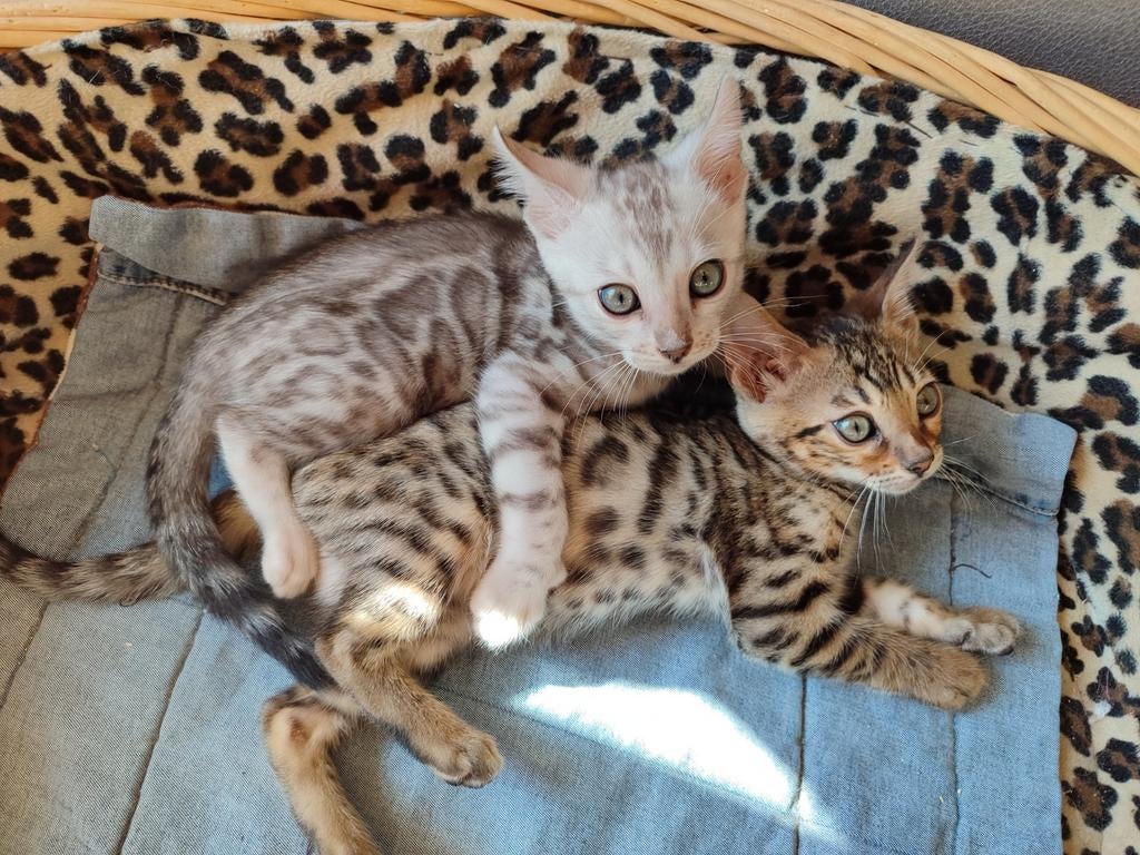 Lovely Bengal Kitten in Brown and Silver, Dieren en Toebehoren, Katten en Kittens | Raskatten | Korthaar, Meerdere dieren, Gechipt