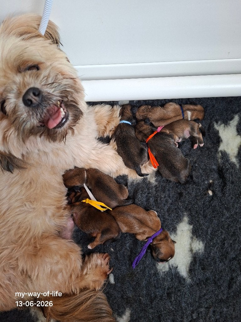 Lhasa apso pups, Parvo, Overige rassen, 8 tot 15 weken, Meerdere