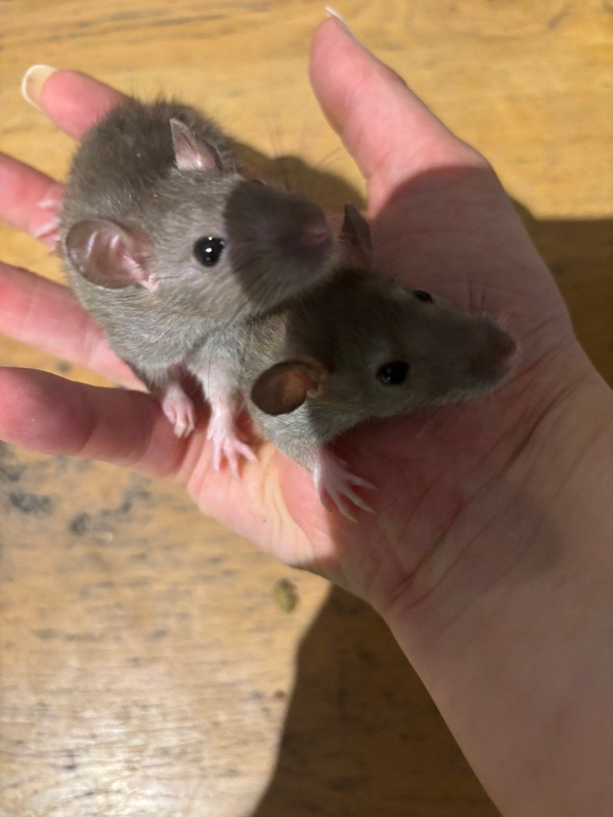 jongen ratjes, Dieren en Toebehoren, Rat, Mannelijk, Juli, Tam