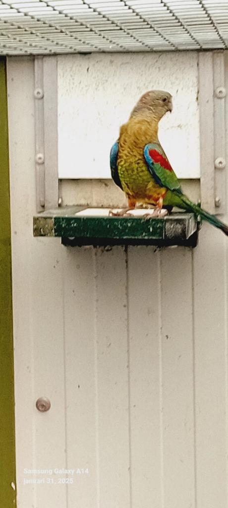 Veelkleuren pop, Dieren en Toebehoren, Vogels | Parkieten en Papegaaien, Vrouwelijk, Parkiet