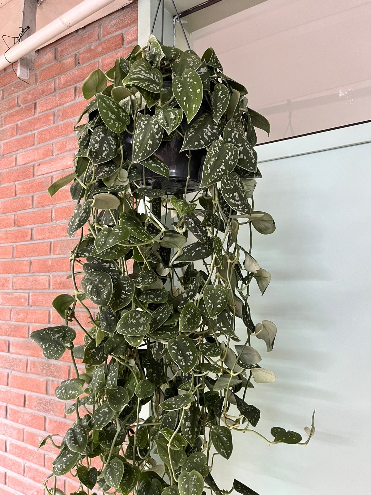 Scindapsus pictus ‘Argyraeus’, Huis en Inrichting, Ophalen of Verzenden, Minder dan 100 cm