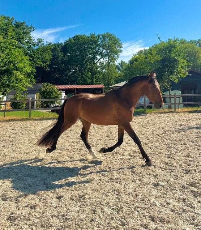 Chique PRE ruin, Dieren en Toebehoren, Ruin, Dressuurpaard, 3 tot 6 jaar