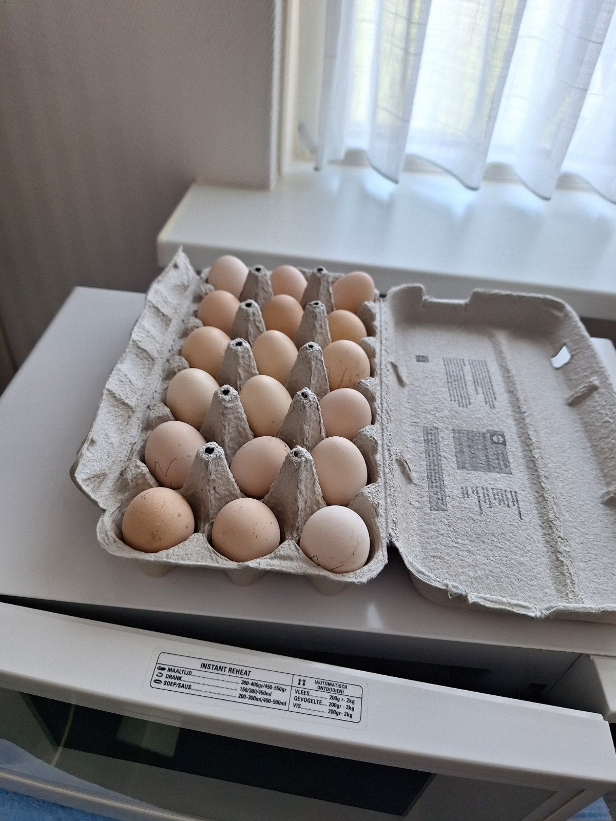 Te koop, broedeieren wyandotte kriel goudblauw, zilverzwart, Geslacht onbekend, Kip