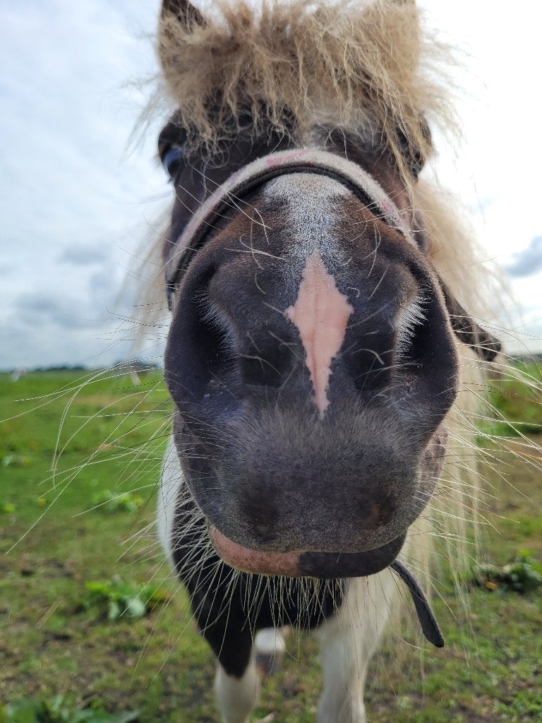 ** GEZOCHT!!! breed Paard Gezocht!!**, Merrie, B, Gechipt, 7 tot 10 jaar