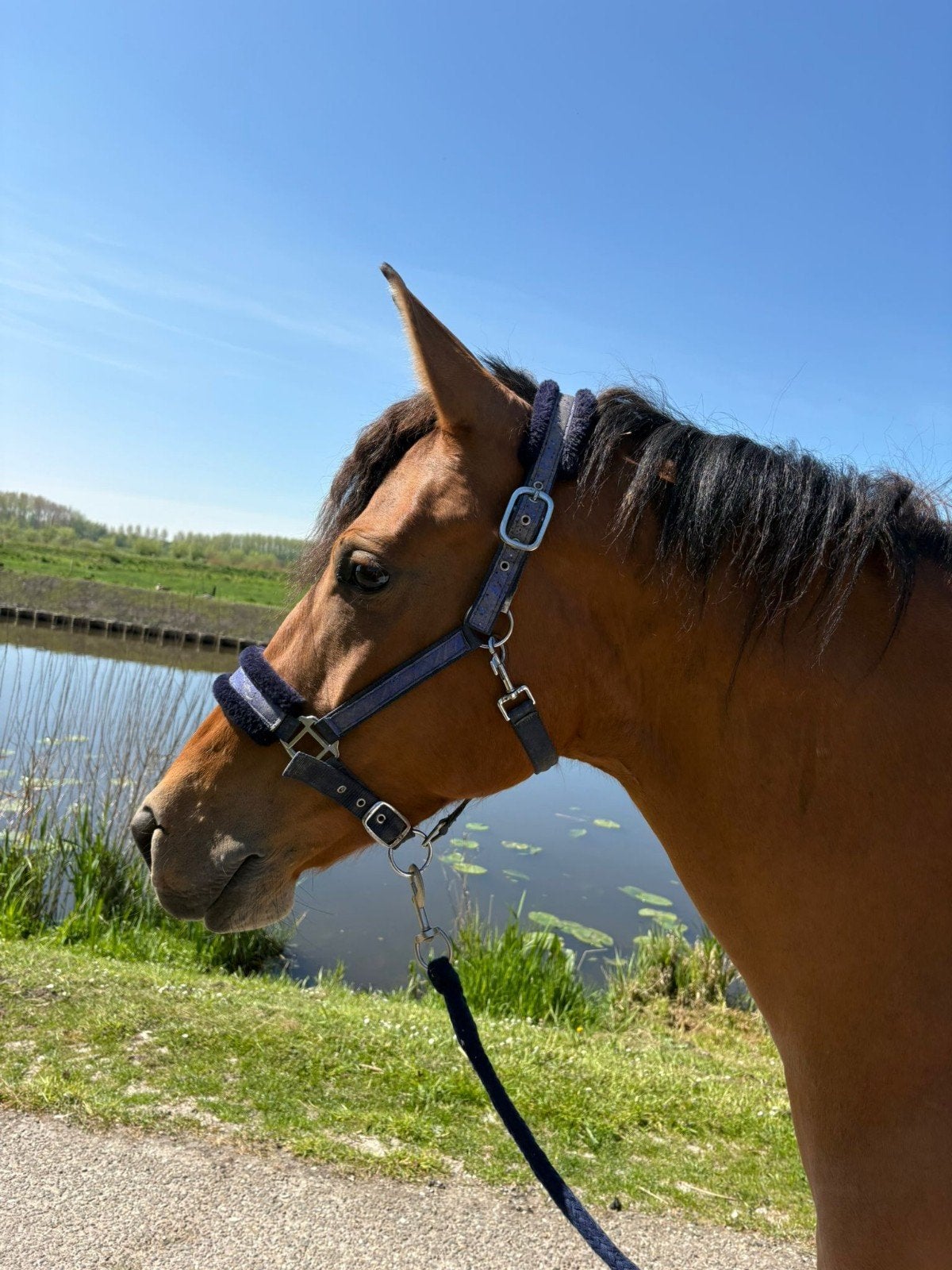 Lieve sociale toekomstige sportpony, B, 3 tot 6 jaar, Recreatiepony, Merrie