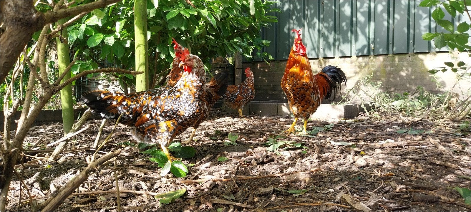 kuikens te koop leghorn porselein, Dieren en Toebehoren, Geslacht onbekend, Kip