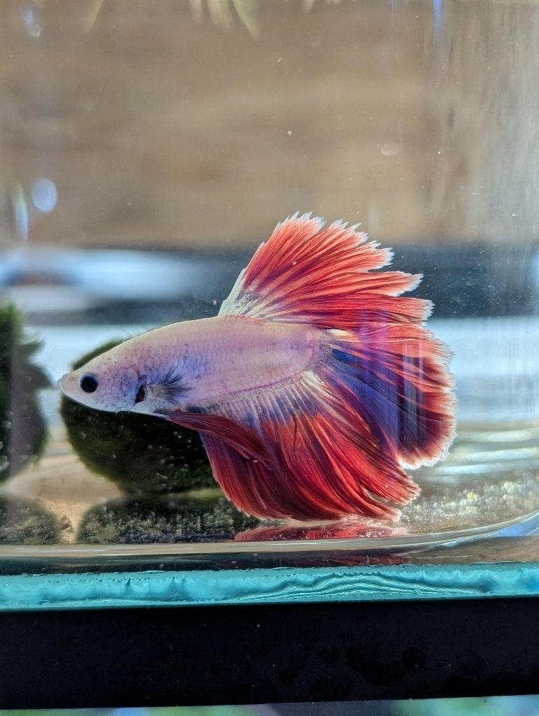 Betta / Kempvis mannen, Dieren en Toebehoren, Vis, Zoetwatervis