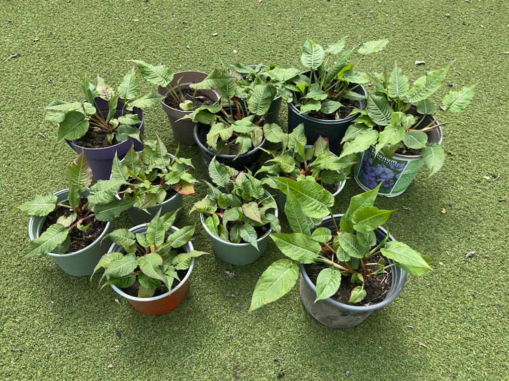 Mooi Duizendknoop planten, met super kluit! KOOPJE!!!, Ophalen of Verzenden, Minder dan 100 cm