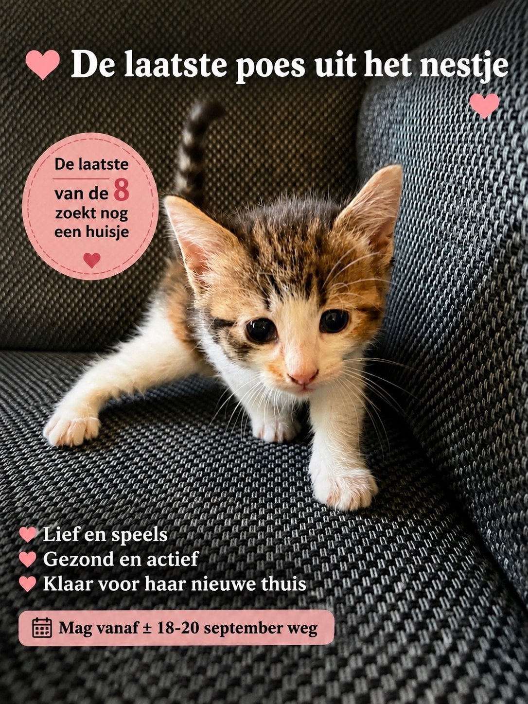 8 lieve kittens, Dieren en Toebehoren, Katten en Kittens | Overige Katten, Meerdere dieren