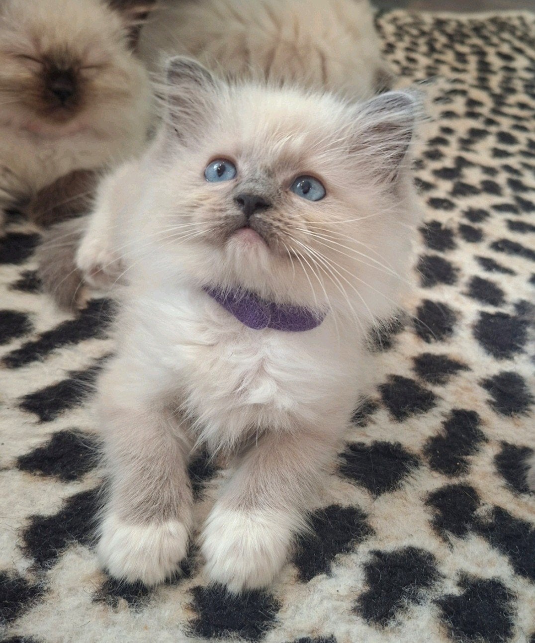 raszuivere Ragdoll Blue mitted kitten met stamboom PG vrij, Poes, Met stamboom, 0 tot 2 jaar