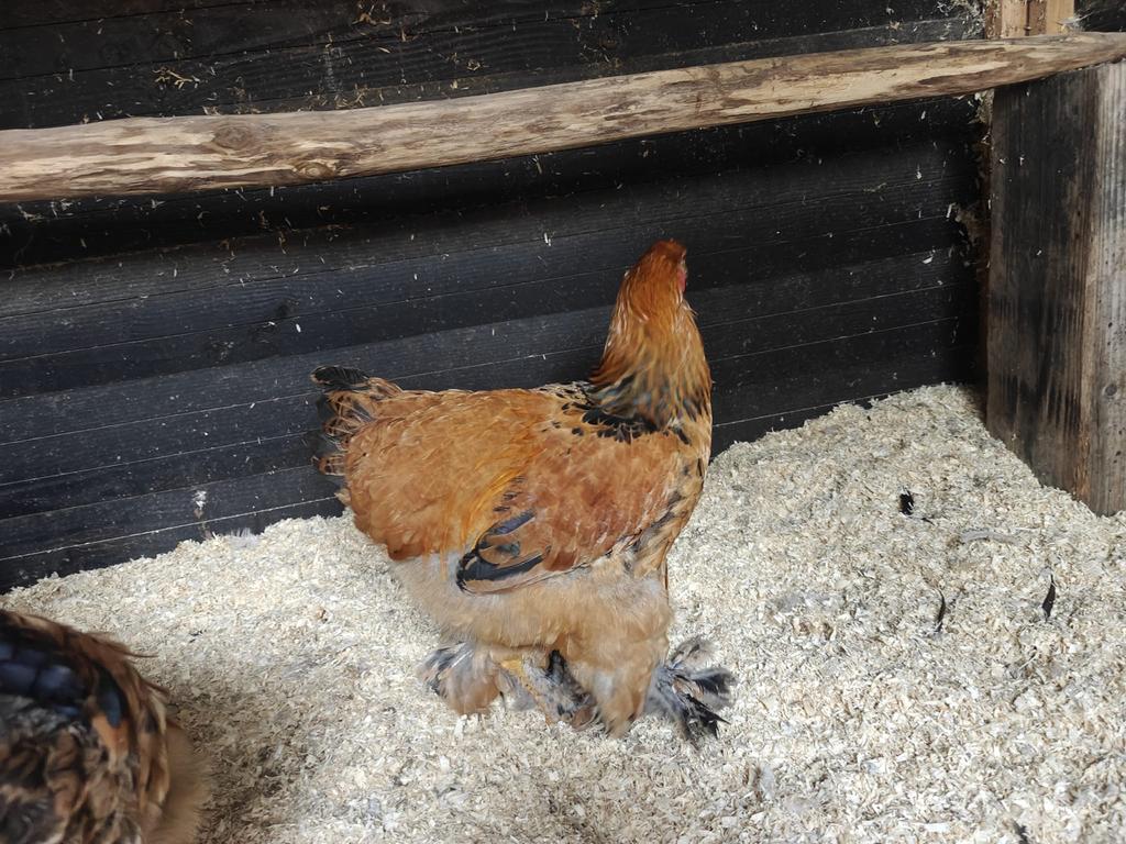 1x brahma buff colombia haan, Dieren en Toebehoren, Mannelijk, Kip