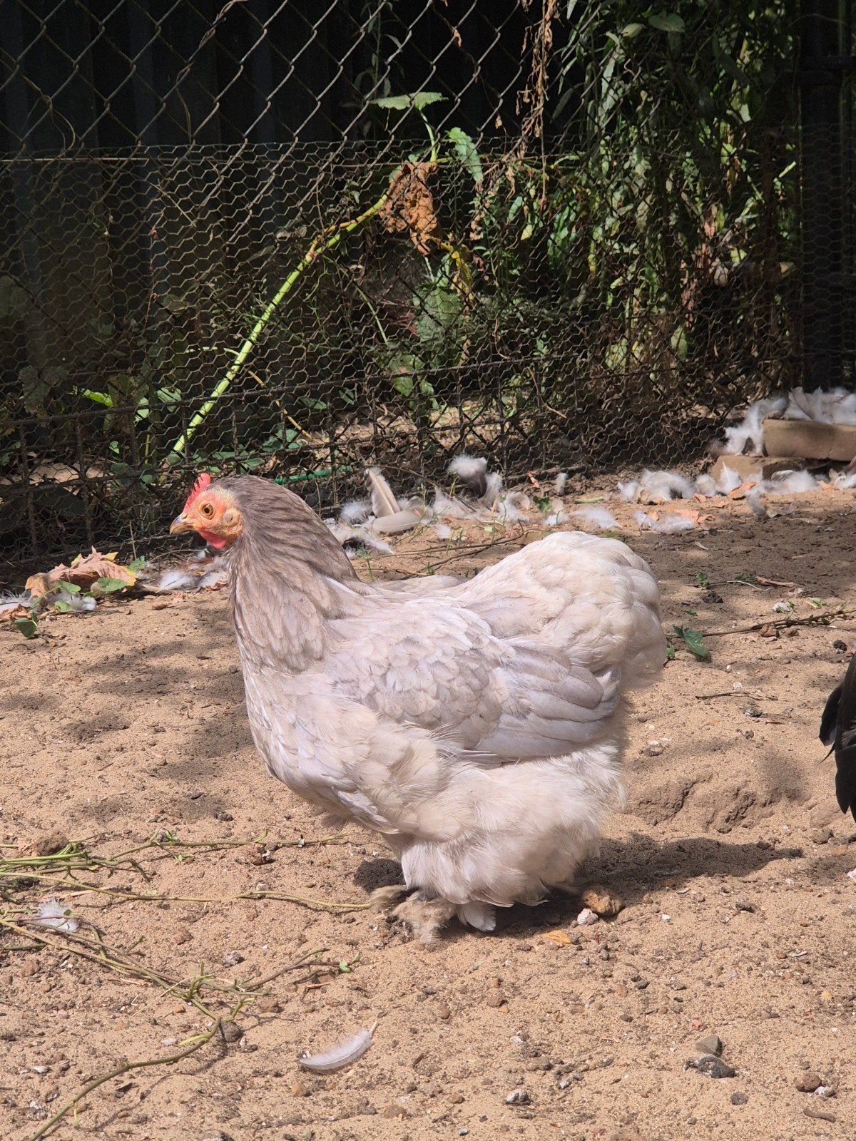 cochin kriel hen, Dieren en Toebehoren, Vrouwelijk, Kip