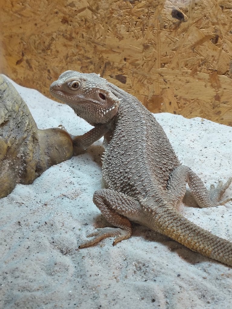 baardagaam met compleet terrarium en alle benodigdheden Bearded Dragon photo 13