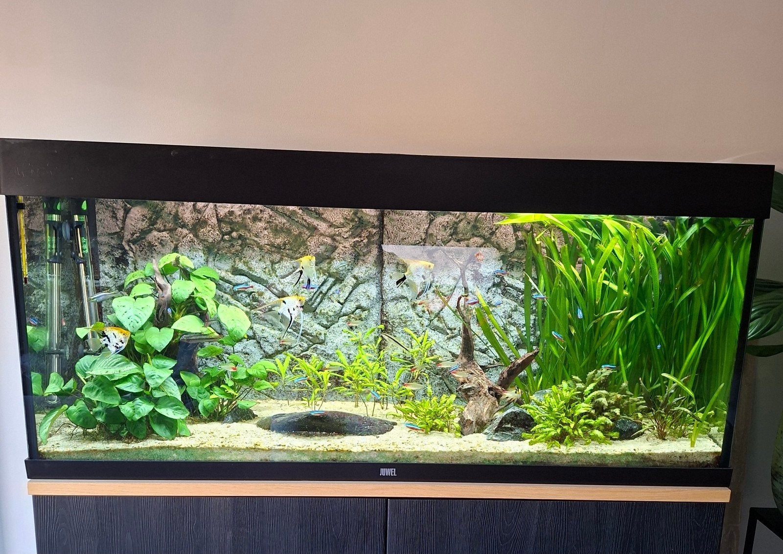 Juwel Rio 240 Led geheel compleet, Dieren en Toebehoren, Ophalen, Leeg aquarium