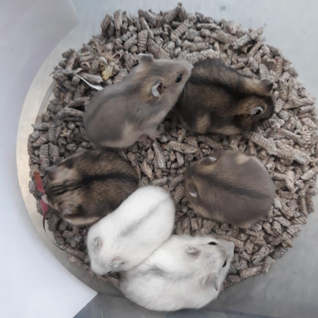 Dwerghamsters, Dieren en Toebehoren, Hamster, Maart, Meerdere dieren, Tam