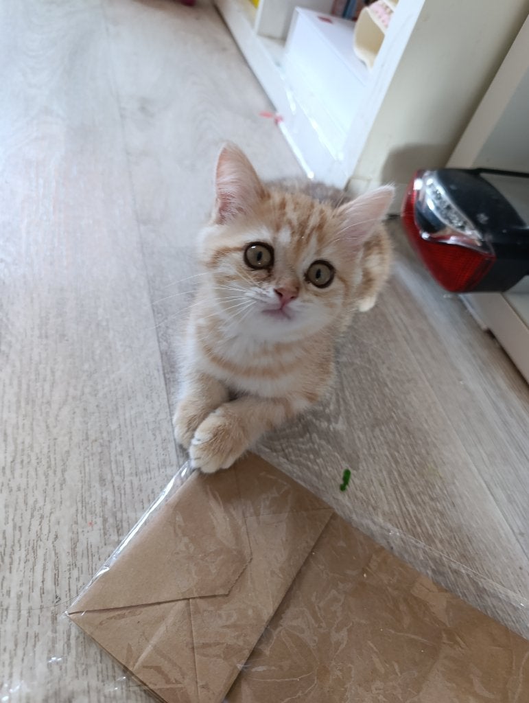 Britse korthaar kittens (nog 2 kittens beschikbaar), Meerdere dieren, Ontwormd, 0 tot 2 jaar