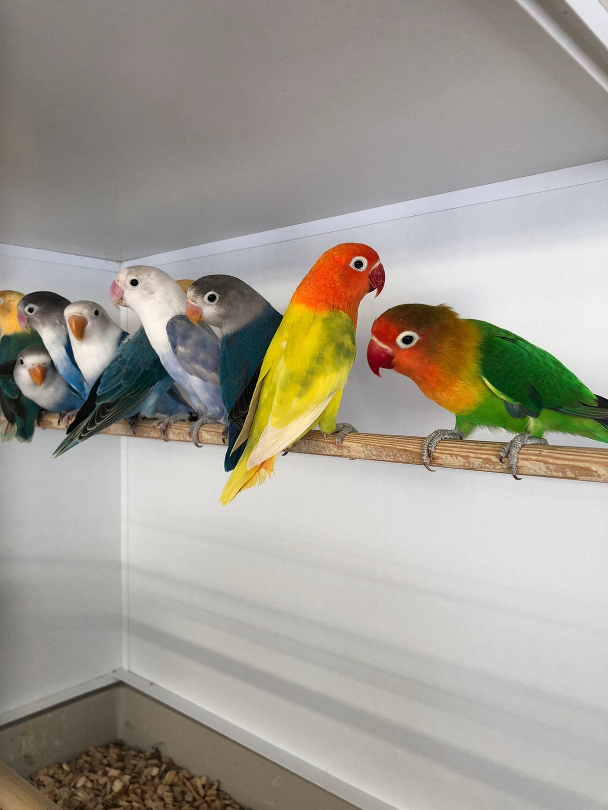 Div fischeri,s, Meerdere dieren, Dwergpapegaai of Agapornis