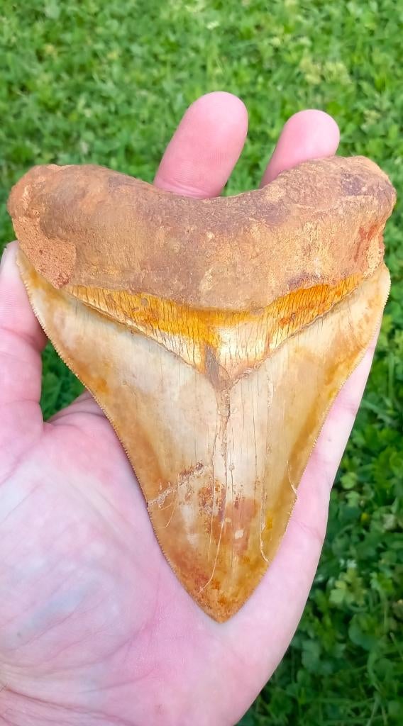 Gigantische Megalodon haaientand fossiel uit Indonesië, Ophalen of Verzenden, Fossiel