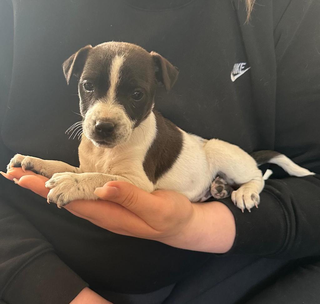 Parson Jack Russel pups (ruwharig), Jack Russell Terriër, 8 tot 15 weken, Parvo, Meerdere