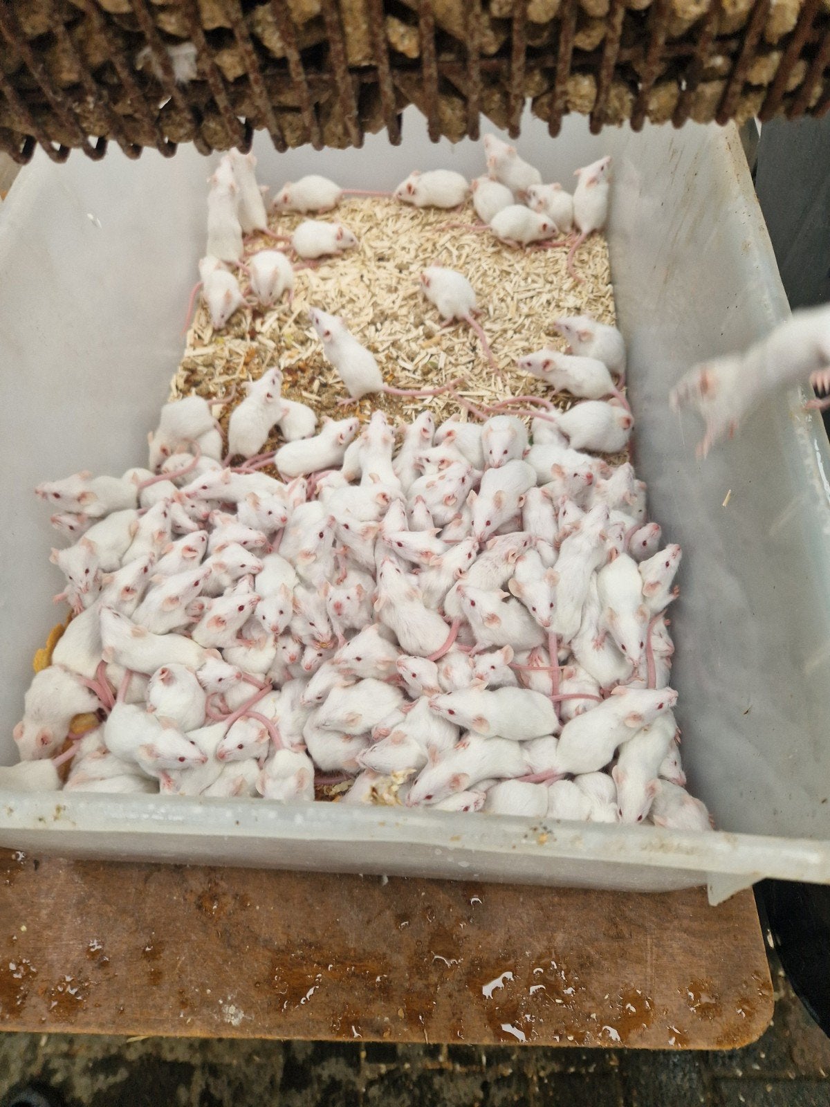 te koop voedermuizen €0,74 per stuk, Overige soorten, Tam, 0 tot 2 jaar