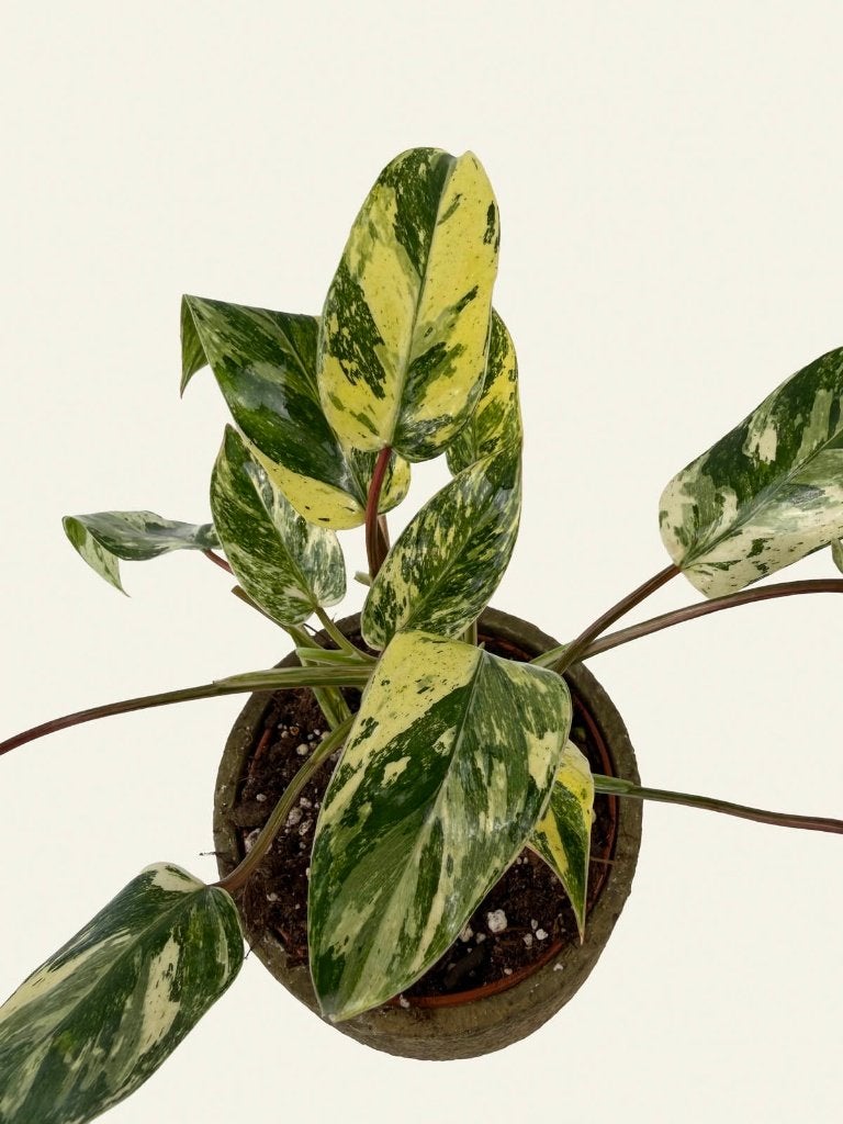 Philodendron Emerald Queen p12, Huis en Inrichting, Kamerplanten, Ophalen of Verzenden, In pot, Halfschaduw, Minder dan 100 cm