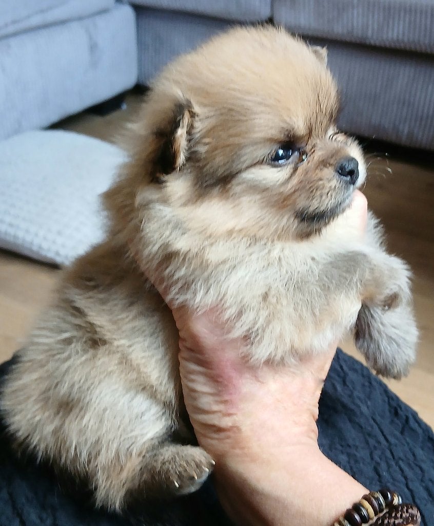 Pomeriaan pups, Keeshond, 8 tot 15 weken, Parvo, Meerdere
