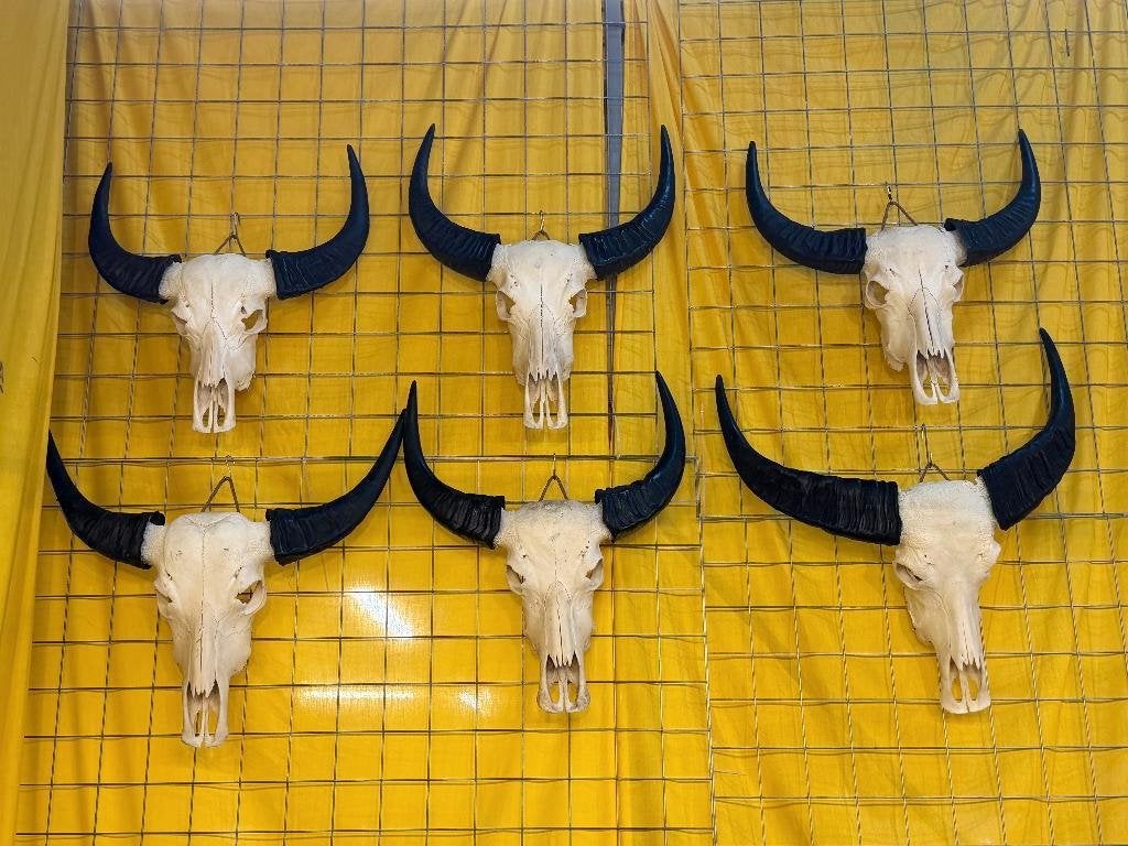 Waterbuffel schedel, gewei, hoorn, echte buffelschedel, Ophalen of Verzenden, Nieuw, Overige soorten, Schedel