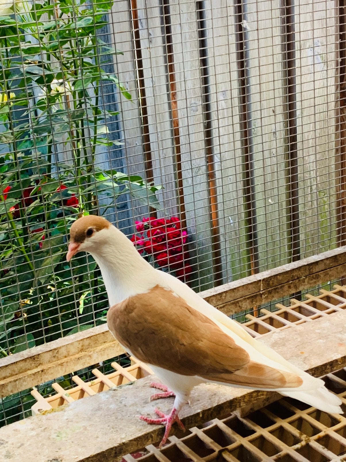 Afghans duiven te koop, Dieren en Toebehoren, Vogels | Duiven, Meerdere dieren, Overige soorten