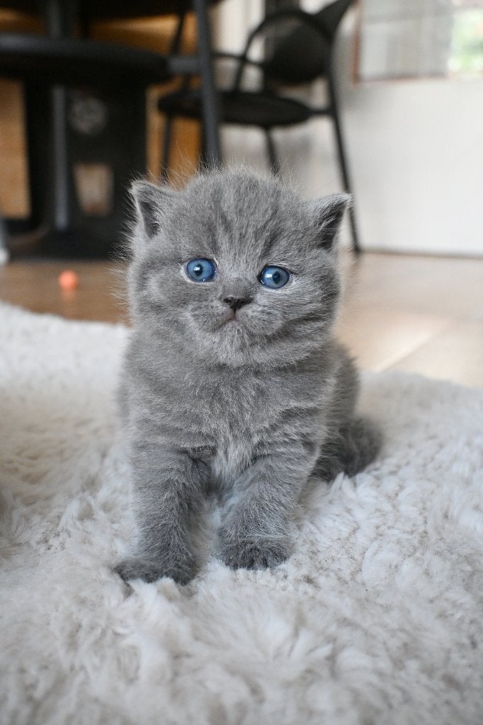 Brits Korthaar-kittens – Reserveringen, Poes, Met stamboom, 0 tot 2 jaar