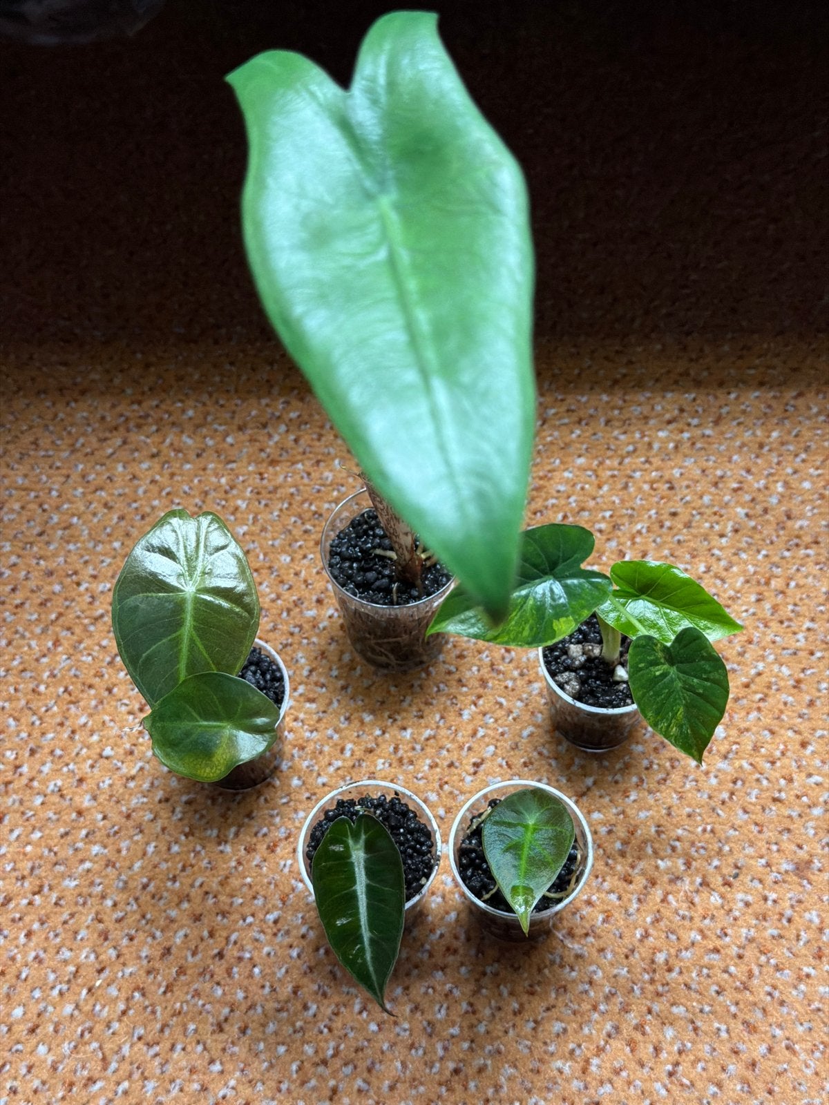Alocasia Pakket - Diverse Alocasia babyplantjes, Ophalen of Verzenden, Halfschaduw, Minder dan 100 cm