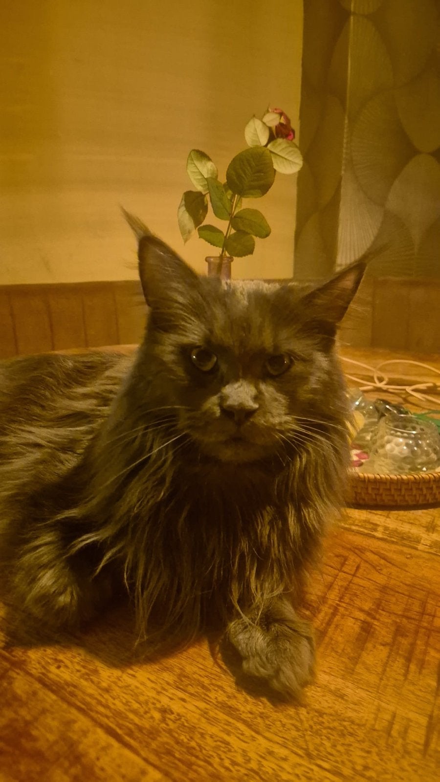 Mainecoon poes, Poes, Gechipt, 0 tot 2 jaar