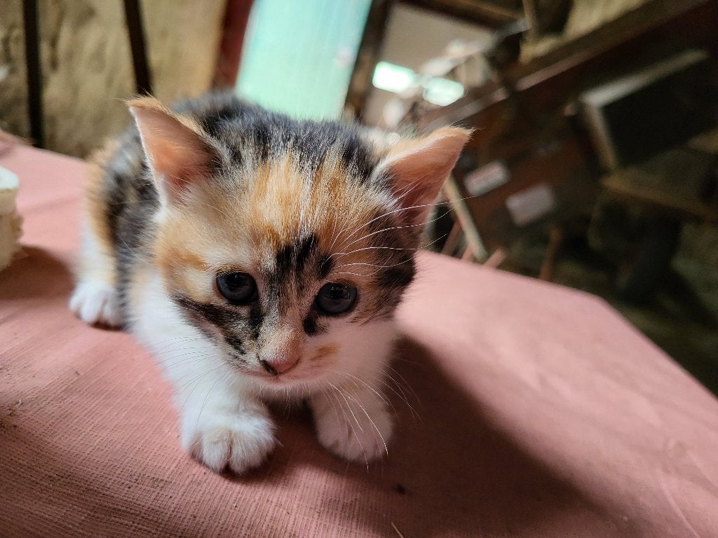 kittens, Poes, Kortharig, 0 tot 2 jaar