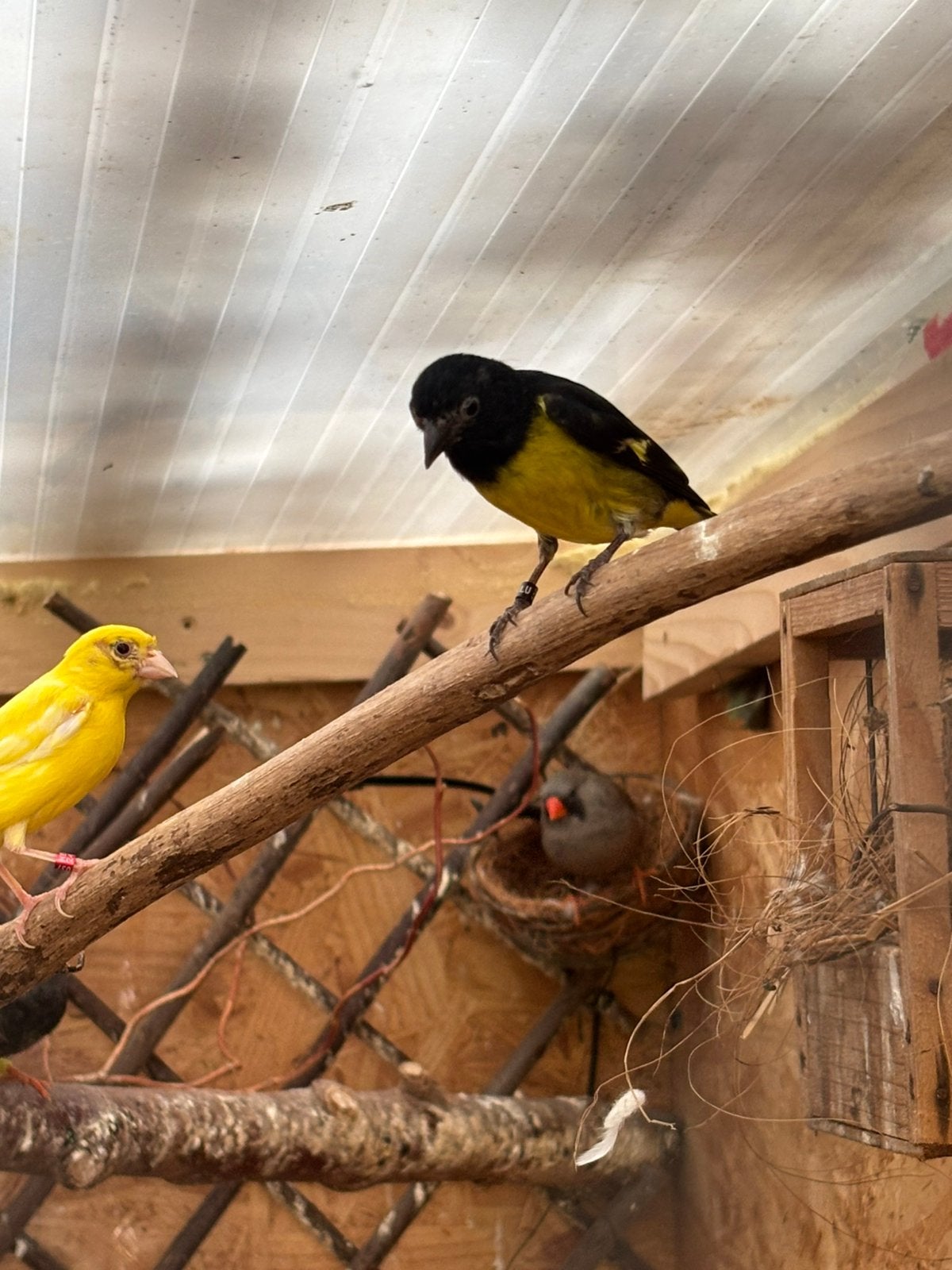 Koppel geelbuik sijs, Meerdere dieren, Geringd