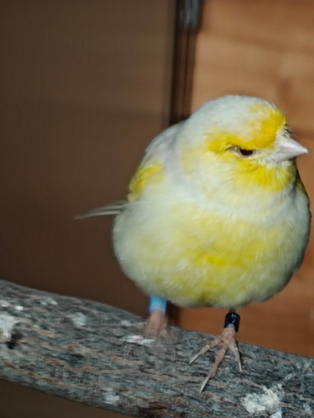 Kanaries agaat mozaïek, Dieren en Toebehoren, Vogels | Kanaries, Mannelijk, Kleurkanarie