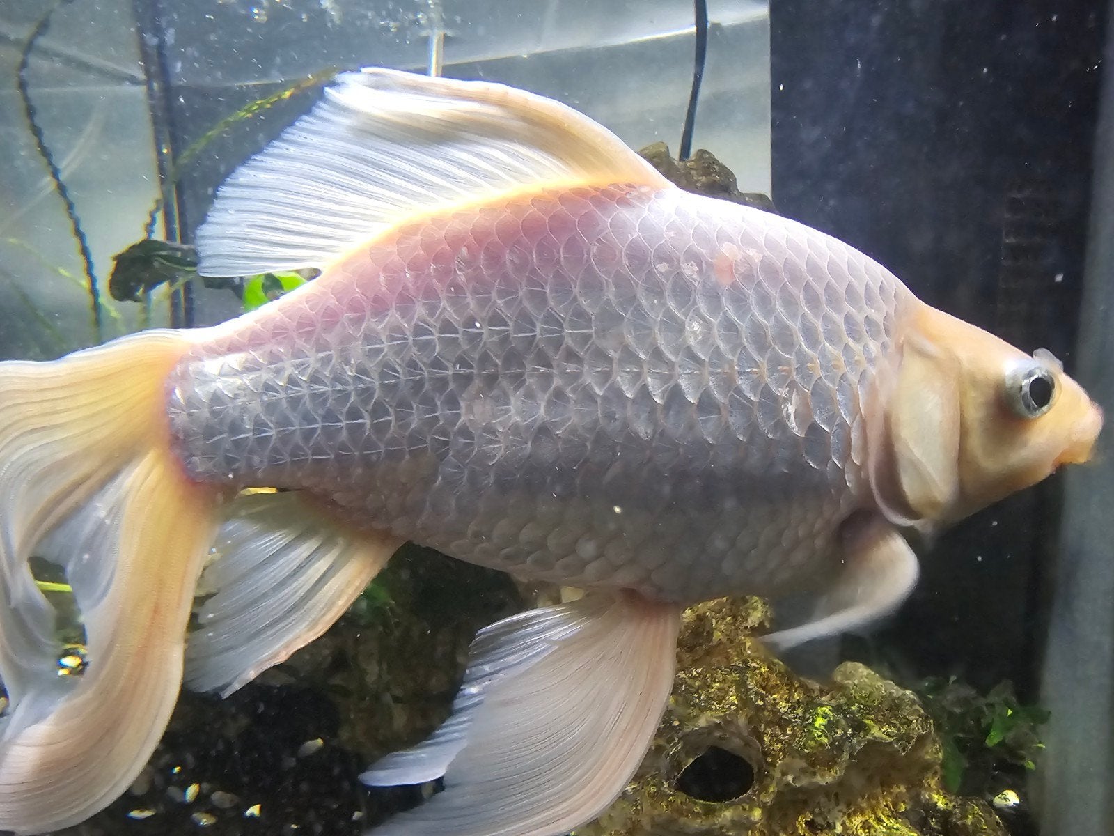 Mooie grote zilver/witte sluierstaart – ca. 20 cm
Gezonde en, Vis, Zoetwatervis