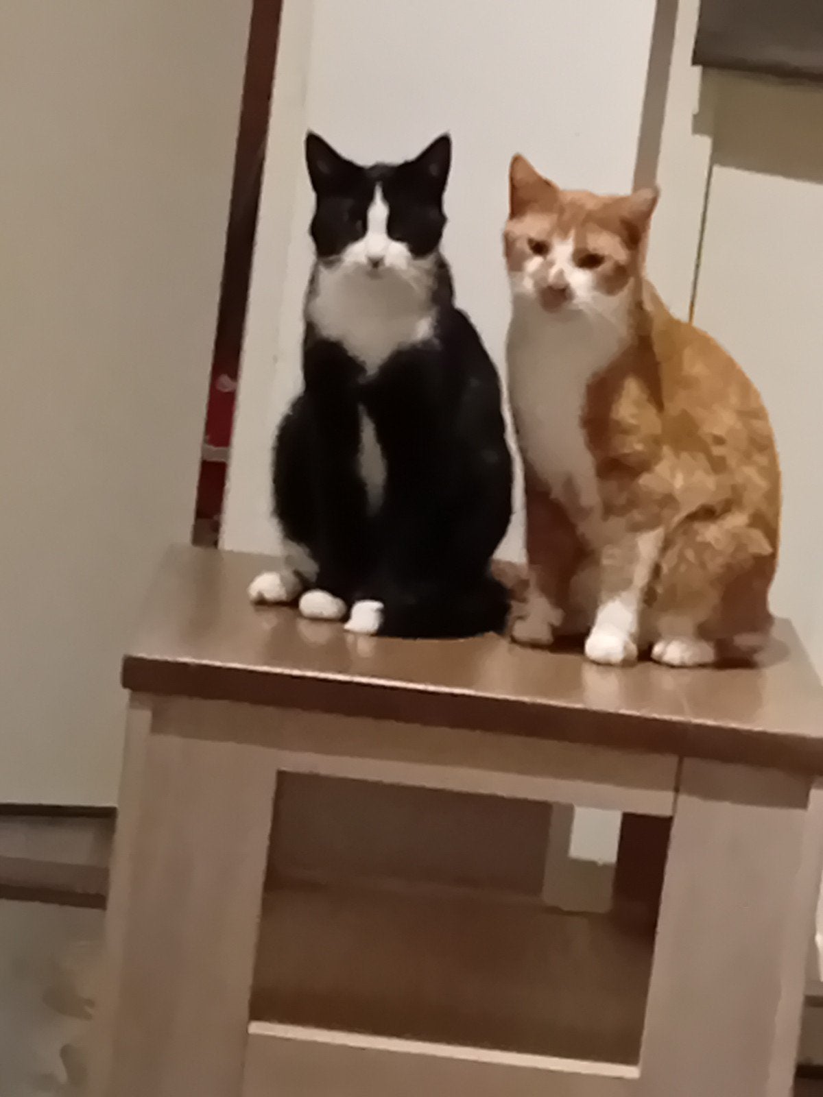 Twee mooie Europese korthaar broertjes van 3 jaar, Dieren en Toebehoren, Katten en Kittens | Raskatten | Korthaar, Kater, Ontwormd