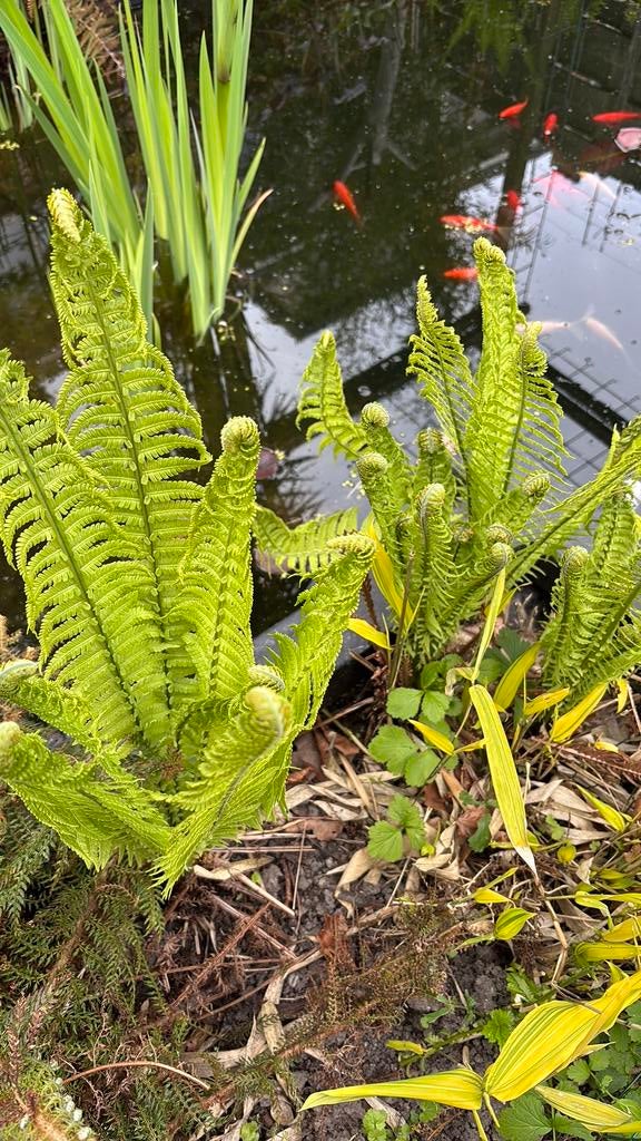 Beker varens, Vaste plant, Halfschaduw, Lente, Ophalen