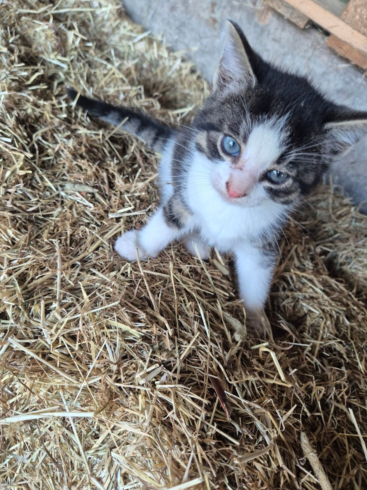Kitten  / jonge kat, Poes