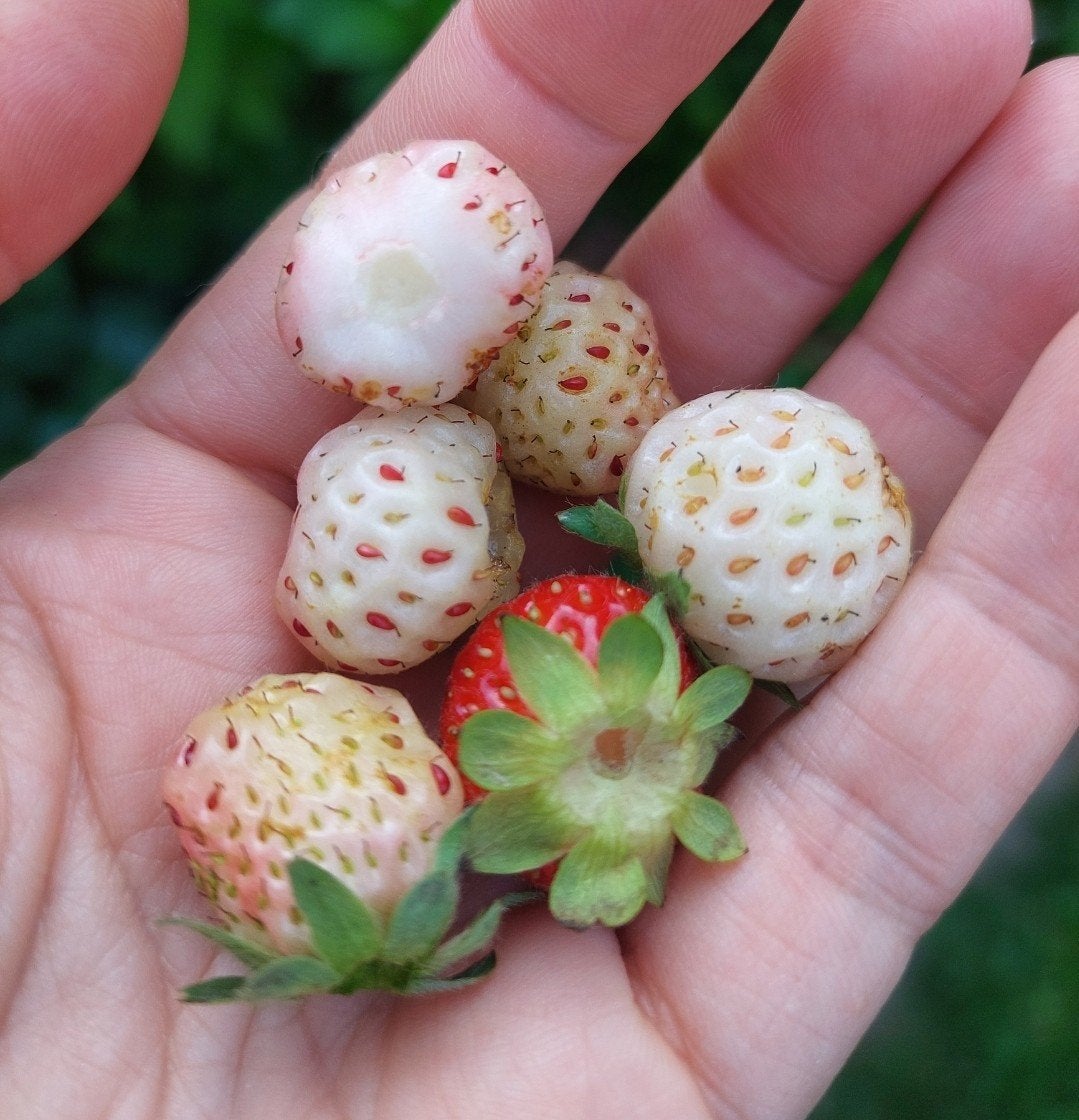 BIO Ananasaardbei stekjes, Vaste plant, Ophalen of Verzenden, Halfschaduw, Zomer