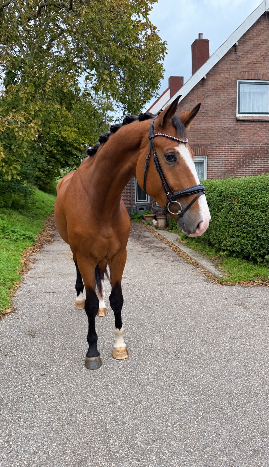3 jarige ruin, Met stamboom, Ruin, Dressuurpaard, Onbeleerd