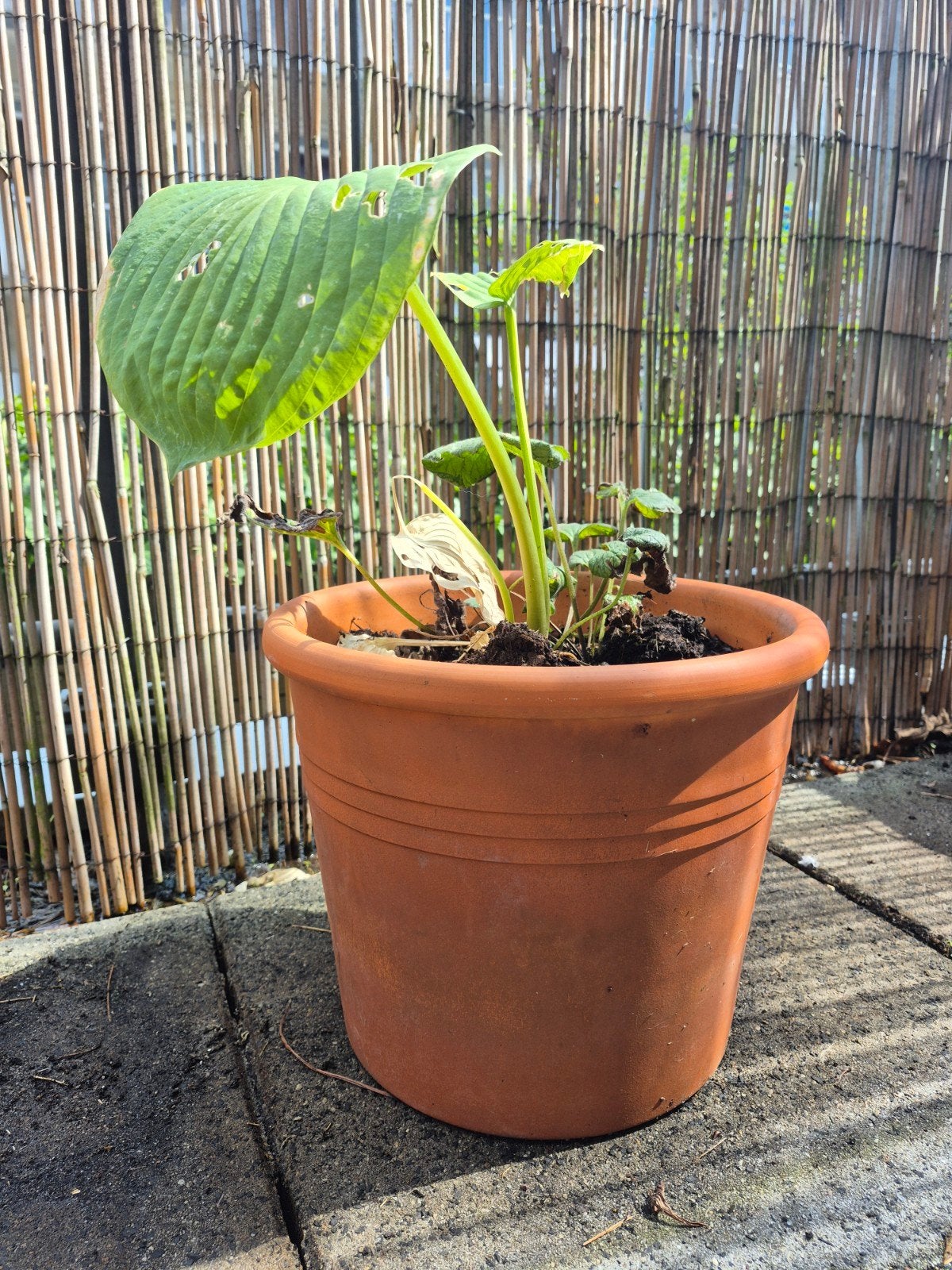 Terracotta bloempot met plant, Gebruikt, Rond, Minder dan 40 cm, Balkon
