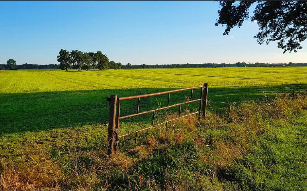 Weiland gezocht, Dieren en Toebehoren, Weidegang