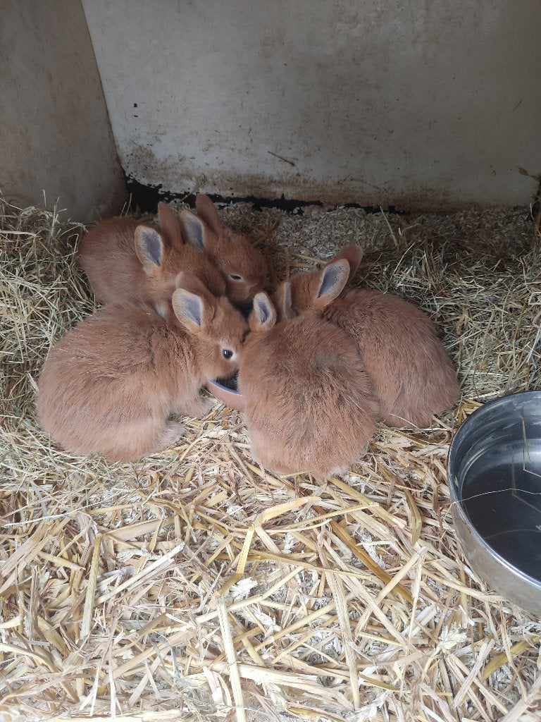 jonge konijnen, Dieren en Toebehoren, Konijnen, Middelgroot, Geslacht onbekend, 0 tot 2 jaar